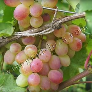 Сорт винограду Пам'яті хірурга опис фото відгуки