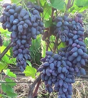 Сорт винограду Пам'яті Негруля опис фото