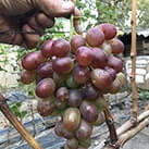 Купити саджанці винограду Подарунок Ірині в Україні