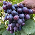 Купити саджанці винограду Посланник в Україні