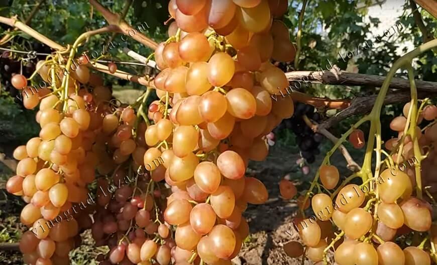 Купити саджанець винограду Румба фото