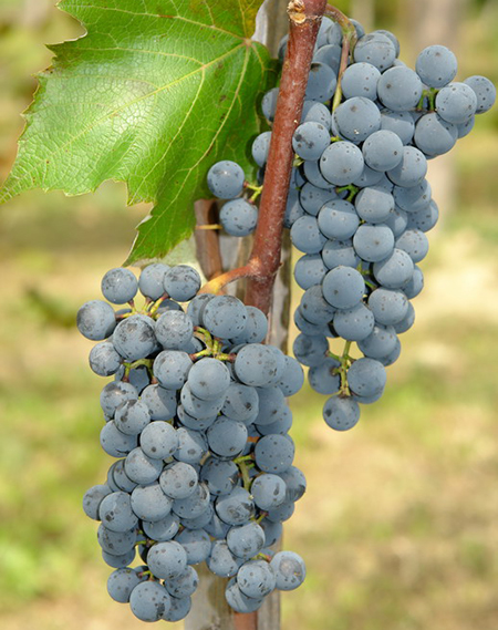 Виноград Шабреву опис сорту фото відгуки