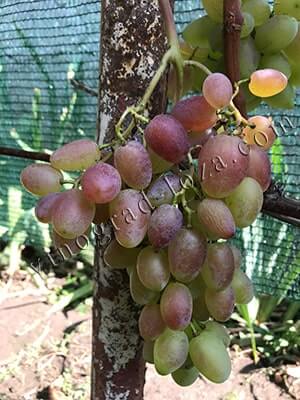 Ранній сорт винограду Сенсація фото