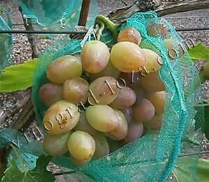 Сорт винограду Софія опис фото відгуки