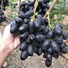 Купити саджанці винограду Велика в Україні