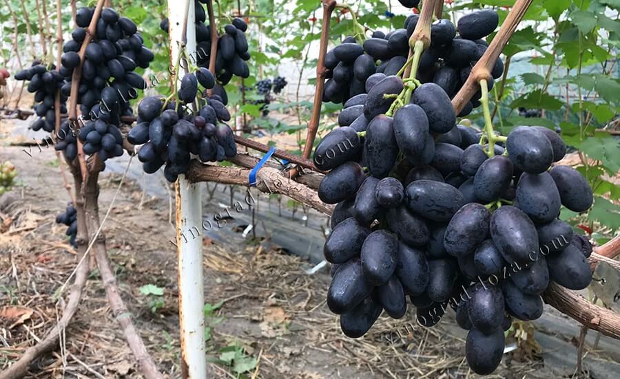 Сорт винограду Великий опис фото відгуки