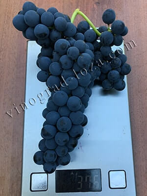 Бессемянный сорт винограда Венера размер и вес кисти фото