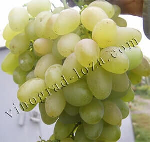 Сорт винограду Верона опис фото відгуки
