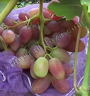 Сорт винограду Ювілей Новочеркаська опис фото купити саджанці