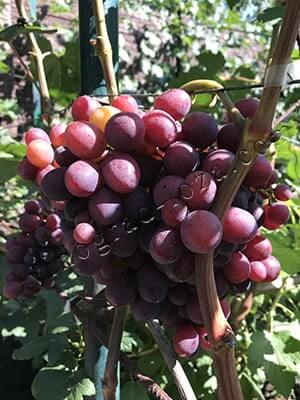 Описание сорта винограда Заря Несветая: фото, видео и отзывы