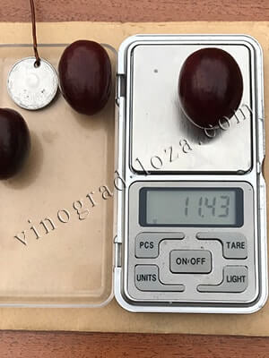 Сорт винограду Заря Несветая розмір та вага ягід фото