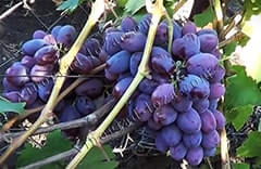 Средний и поздний виноград - описание сорта, фото, отзывы