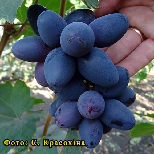 Столовий виноград Чорний Кристал фото