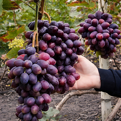 Навантаження куща винограду Емір фото