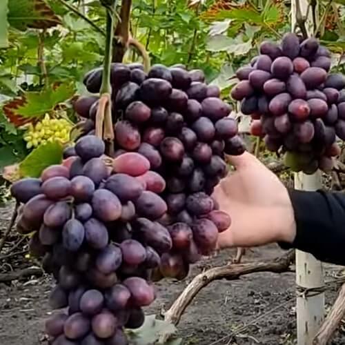 Ранний сорт винограда Эмир купить саженцы в Украине фото