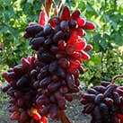 Виноград з мускатним смаком Казанова