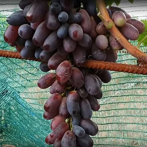 Столовий виноград Красава фото