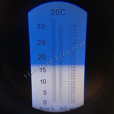 Цукристість соку винограду Преображеніє