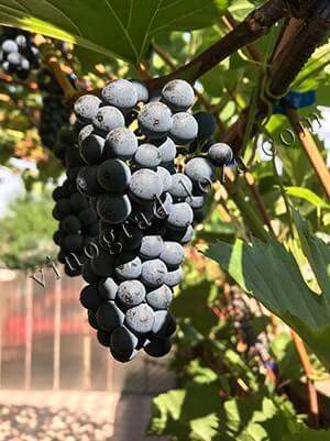 Технический виноград Леон Мийо описание сорта фото отзывы