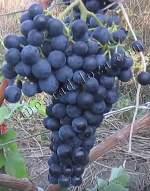 Сорт винограду Альмінський опис фото відгуки