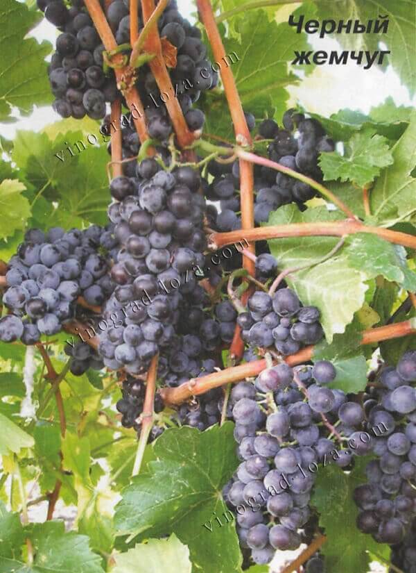 Сорт винограду Чорний жемчуг опис фото відгуки