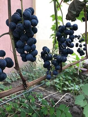 Винний сорт винограу Голубок опис фото