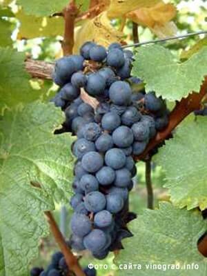 Виноград для вина Каберне Дорса описание сорта фото