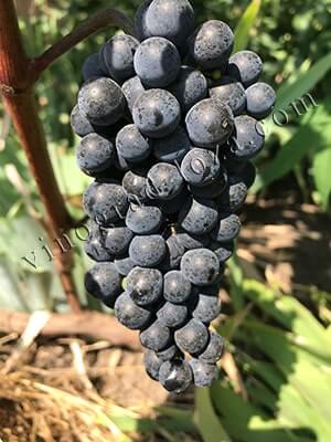 Виноград для вина Каберне Юра опис сорту фото