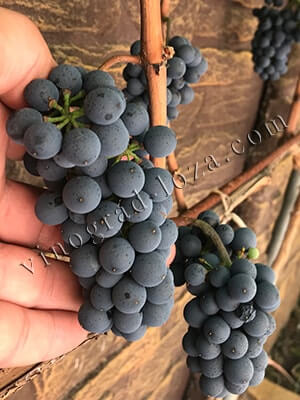 Виноград для вина Леон Мійо опис сорту фото