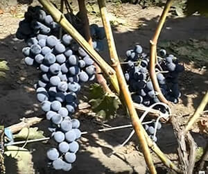 Сорт винограду Лівадійський чорний опис фото відгуки