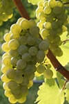 Сорт винограду Луіза Свенсон опис, фото, відгуки