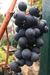 Сорт винограда Магия описание, фото, отзывы