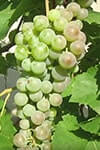 Сорт винограда Олег (Диамант) описание, фото, отзывы