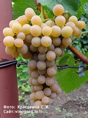 Технічний виноград Трамінетт опис сорту фото відгуки