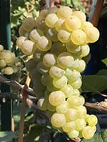 Сорт винограду Йоханітер опис, фото, відгуки