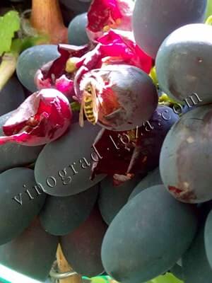 Уход за виноградом летом включает удаление треснувших и порченых ягод