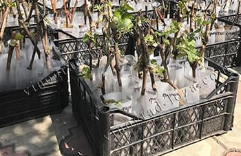Выращивание винограда из чубуков в домашних условиях