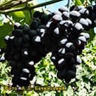 Купити саджанці винограду Євгенія в Харкові