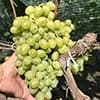 Гроно винограду Галахад в руці