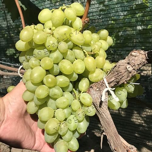 Ультра ранній виноград Галахад фото