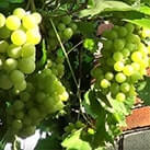 Купити саджанці винограду Галбена ноу в Україні