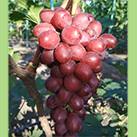 Купити саджанці винограду Ізумленіє в Харкові