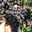 Купити саджанці винограду Кодрянка в Харкові
