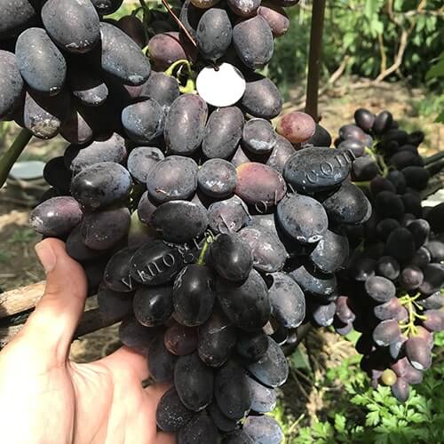 Ультра ранній виноград Кодрянка фото
