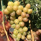Купити саджанці винограду Лівія в Харкові