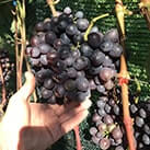 Купити саджанці винограду Пам'яті Небесної Сотні в Харкові