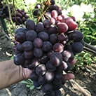 Купити саджанці винограду Подарунок Несветая в Харкові