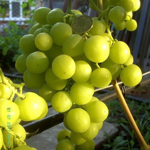 Ультра ранній виноград Прима України фото