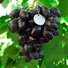 Купити саджанці винограду Ромбік в Харкові