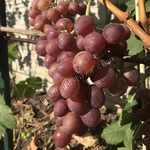 Ультра ранній виноград Розмус фото